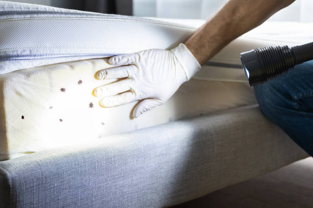 Best Affordable Pest Control Services  in Rockcreek, OR