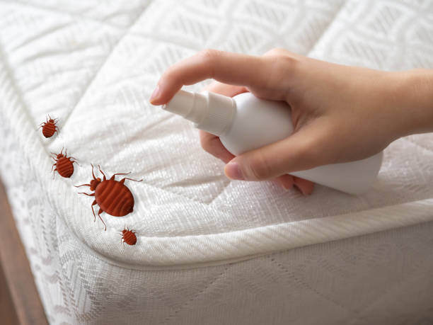 Best Termite Control Services  in Rockcreek, OR